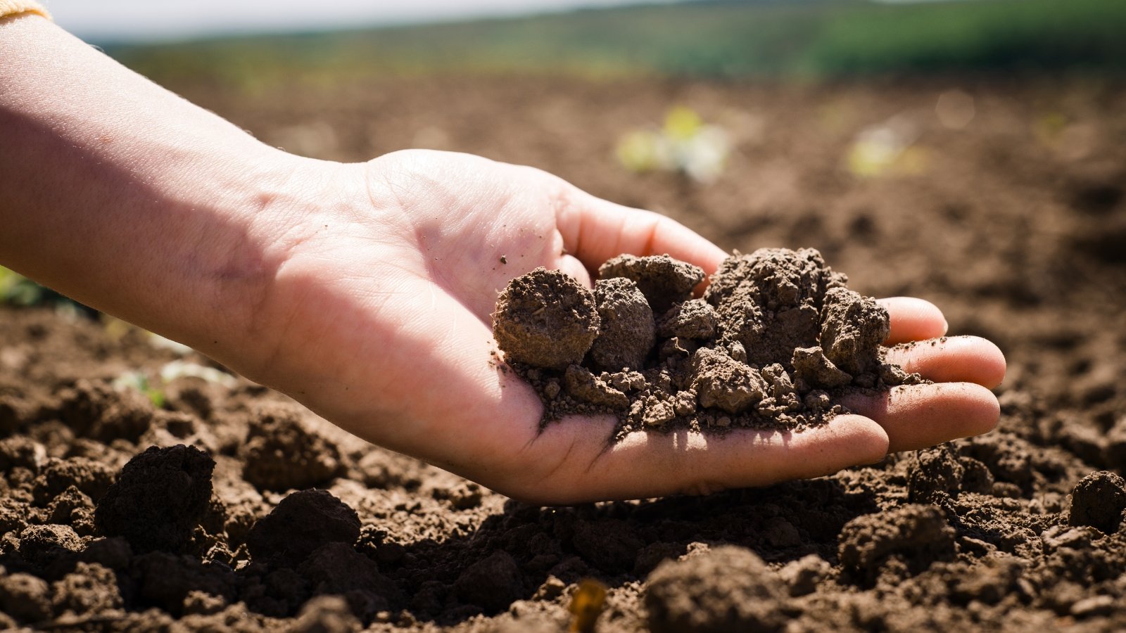 Close up of lumpy, dark brown, slightly damp soil in a woman's hand above the ground in a sunny garden.