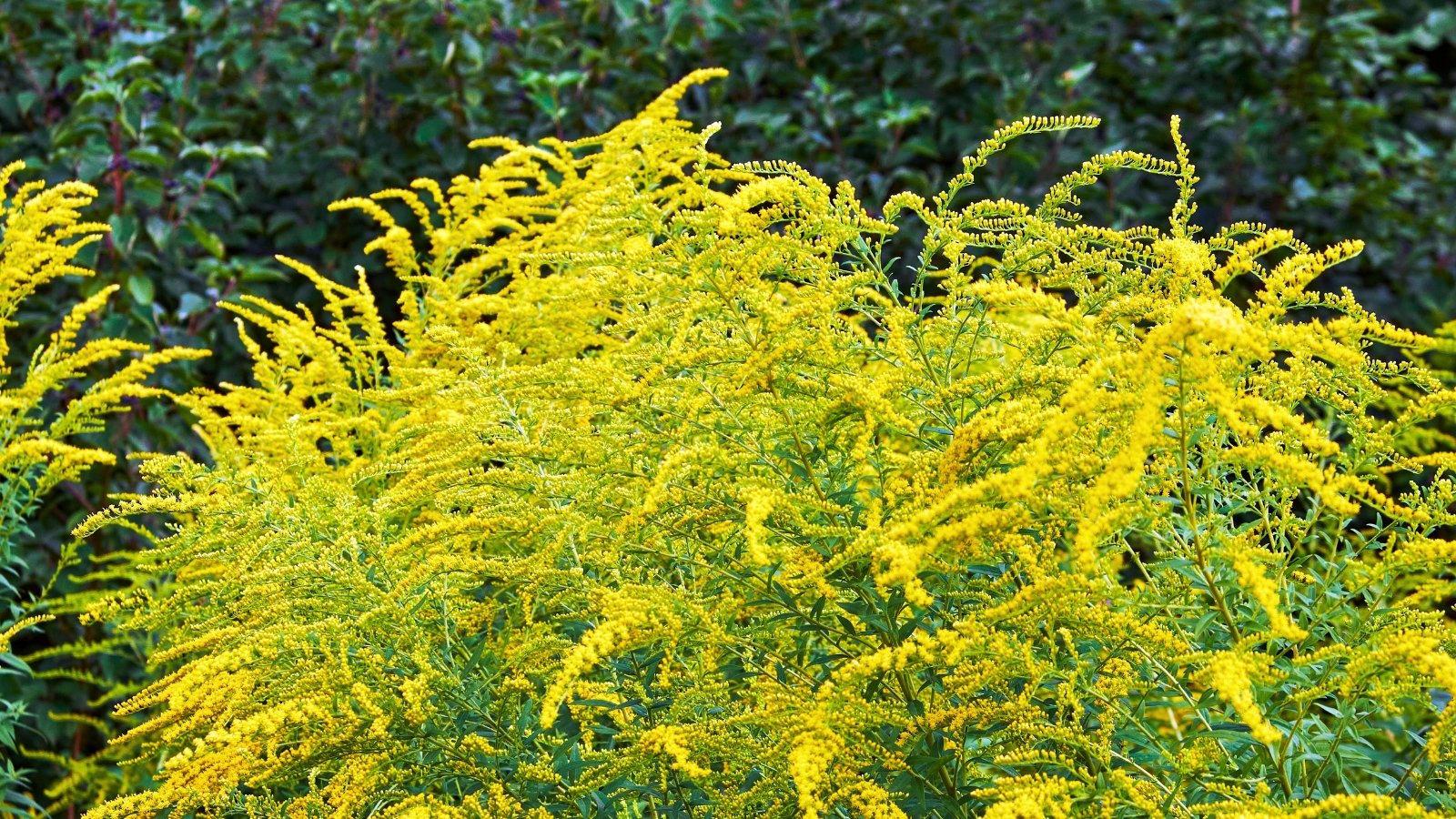 A bushy plant displays numerous feathery, elongated clusters of tiny, bright yellow flowers, standing out against a darker green background.