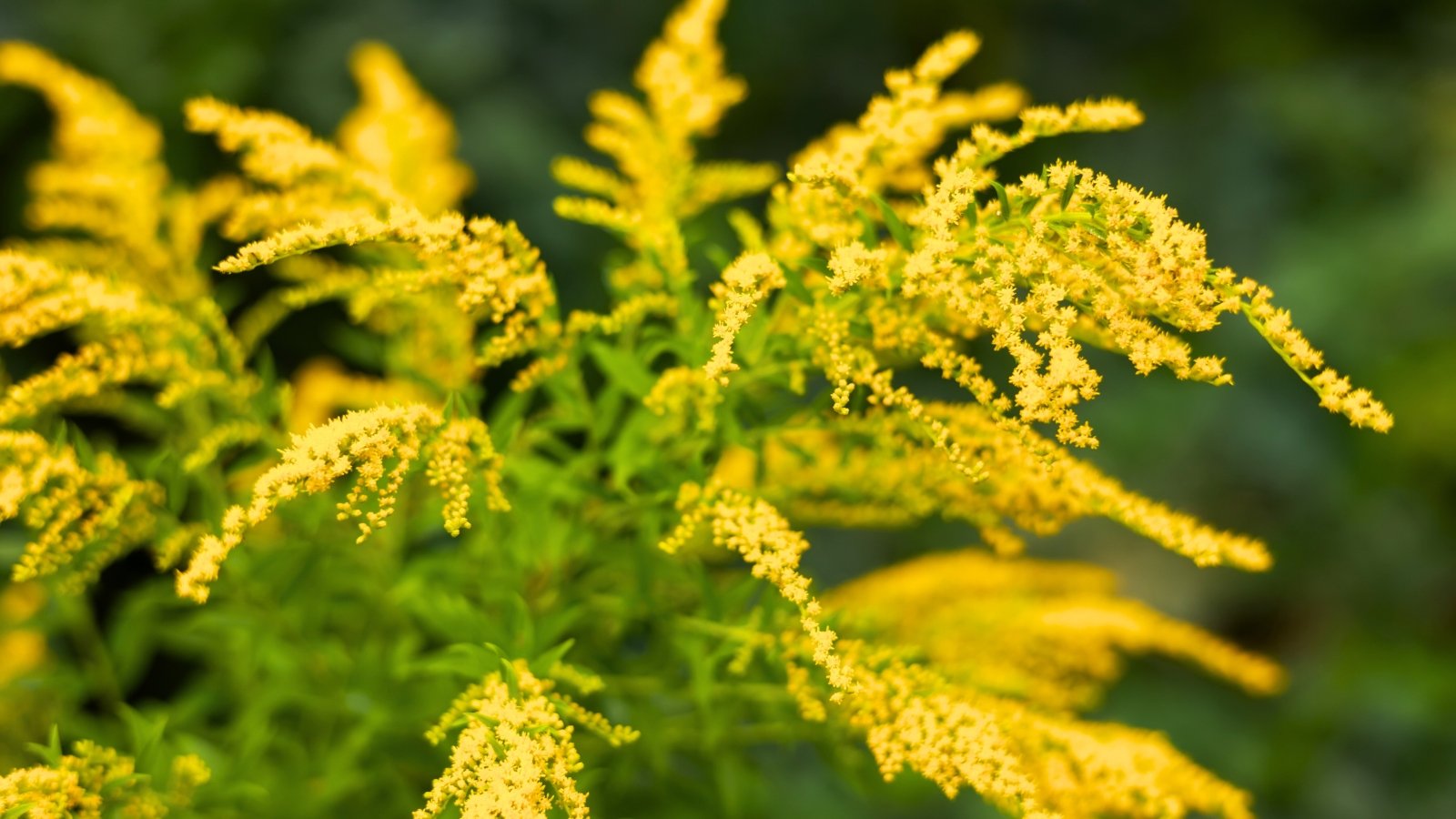 A cluster of delicate, feathery plumes in bright yellow blossoms rises from green foliage.