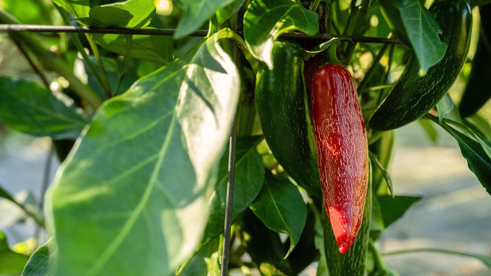 Ripe spicy red and green peppers with smooth, glossy skin and tapered tips cluster along upright stems surrounded by lush, veined leaves.
