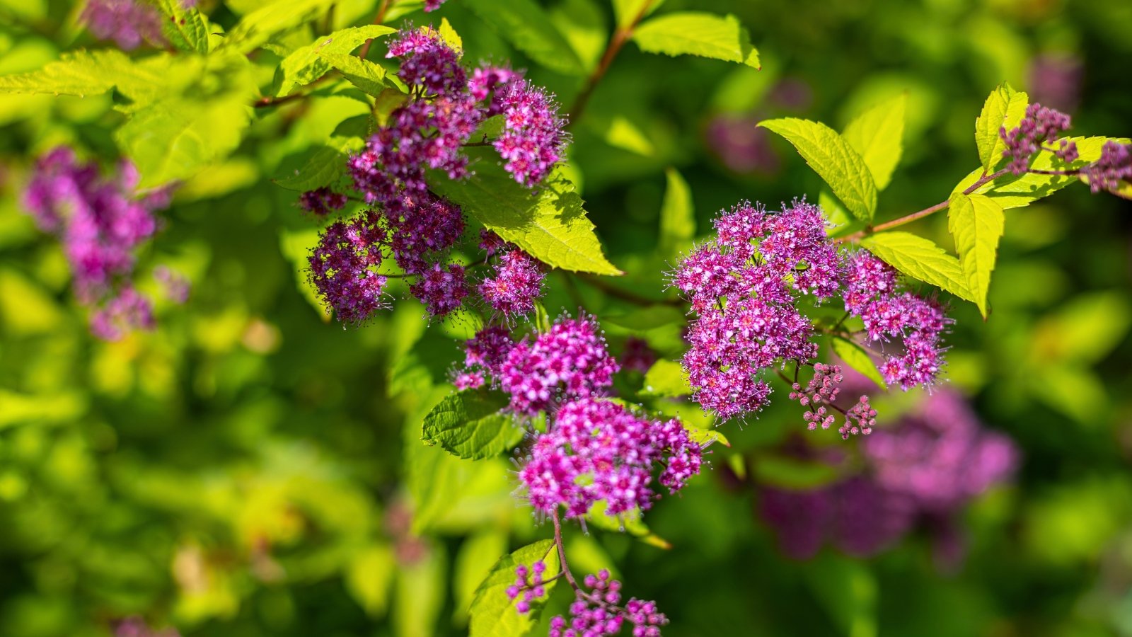 Clusters of tiny, vibrant purple flowers bloom among bright green and yellow-green leaves.