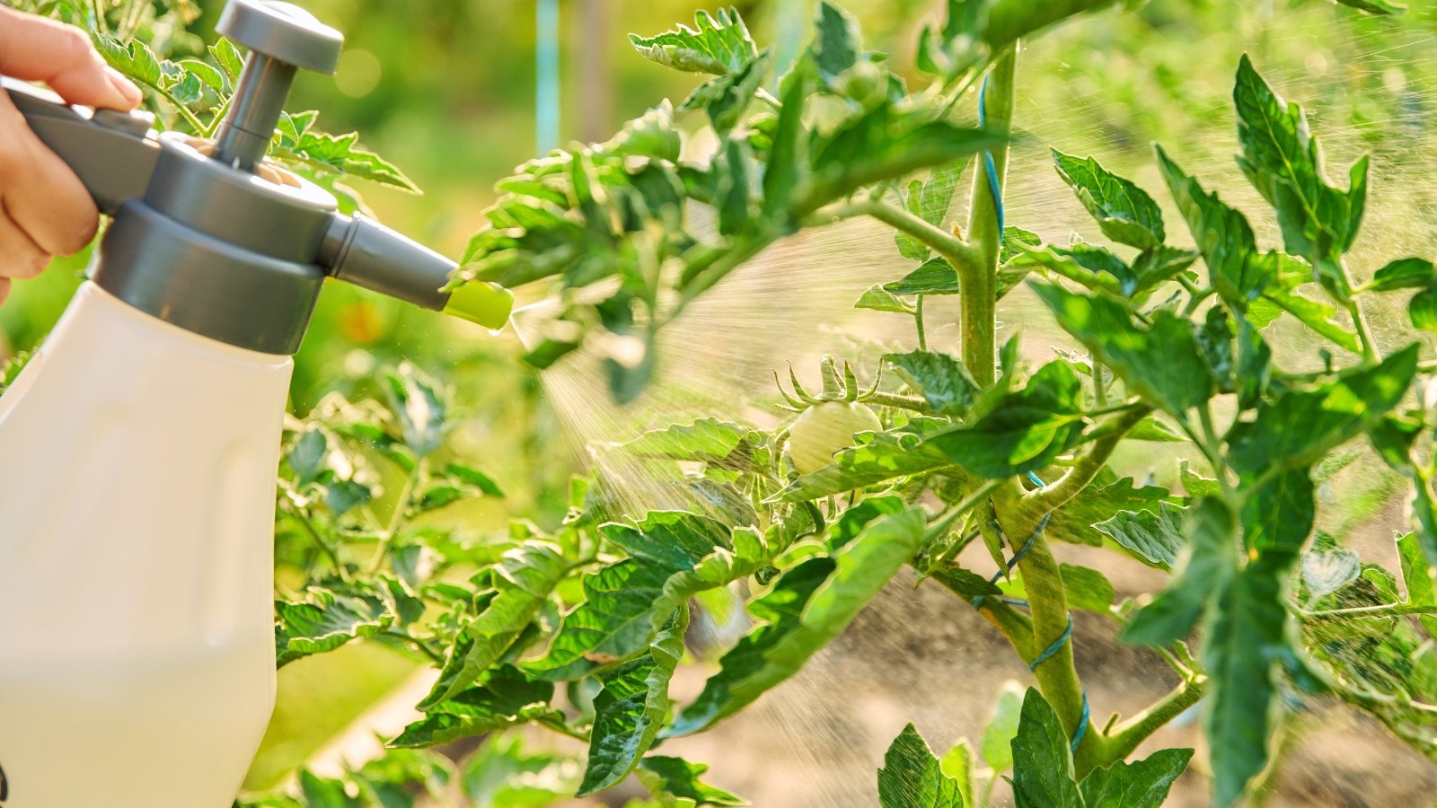 Spraying the green leaves of tomato plants with a soda solution using a large spray bottle in a sunny garden.