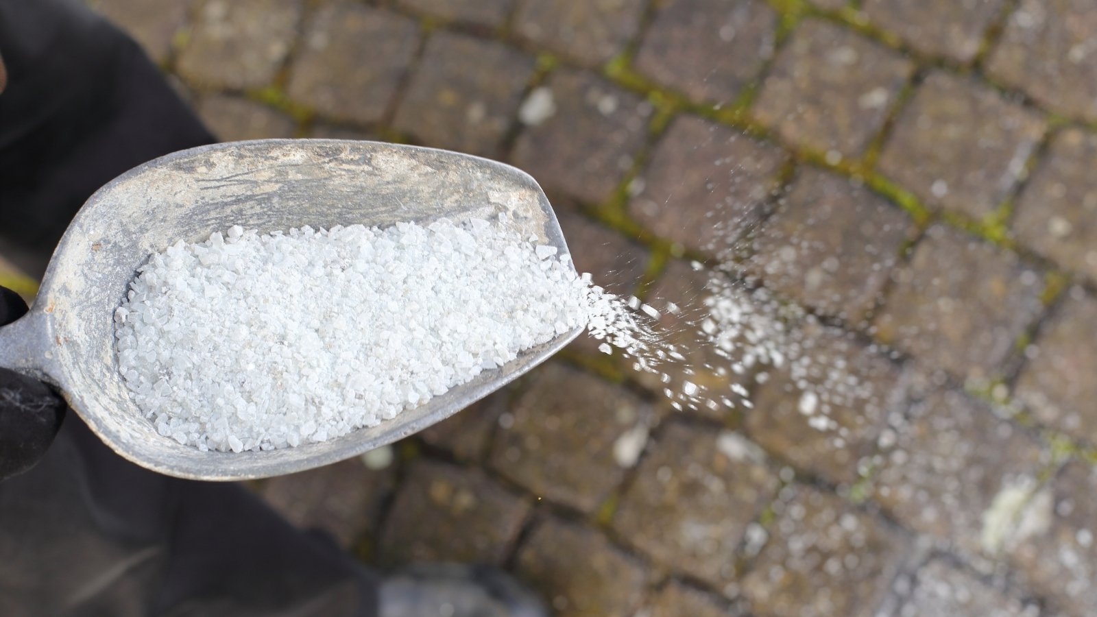 Close up of a male hand with a large garden scoop filled with white salt, spreading it on weeds growing through rocks in a garden.