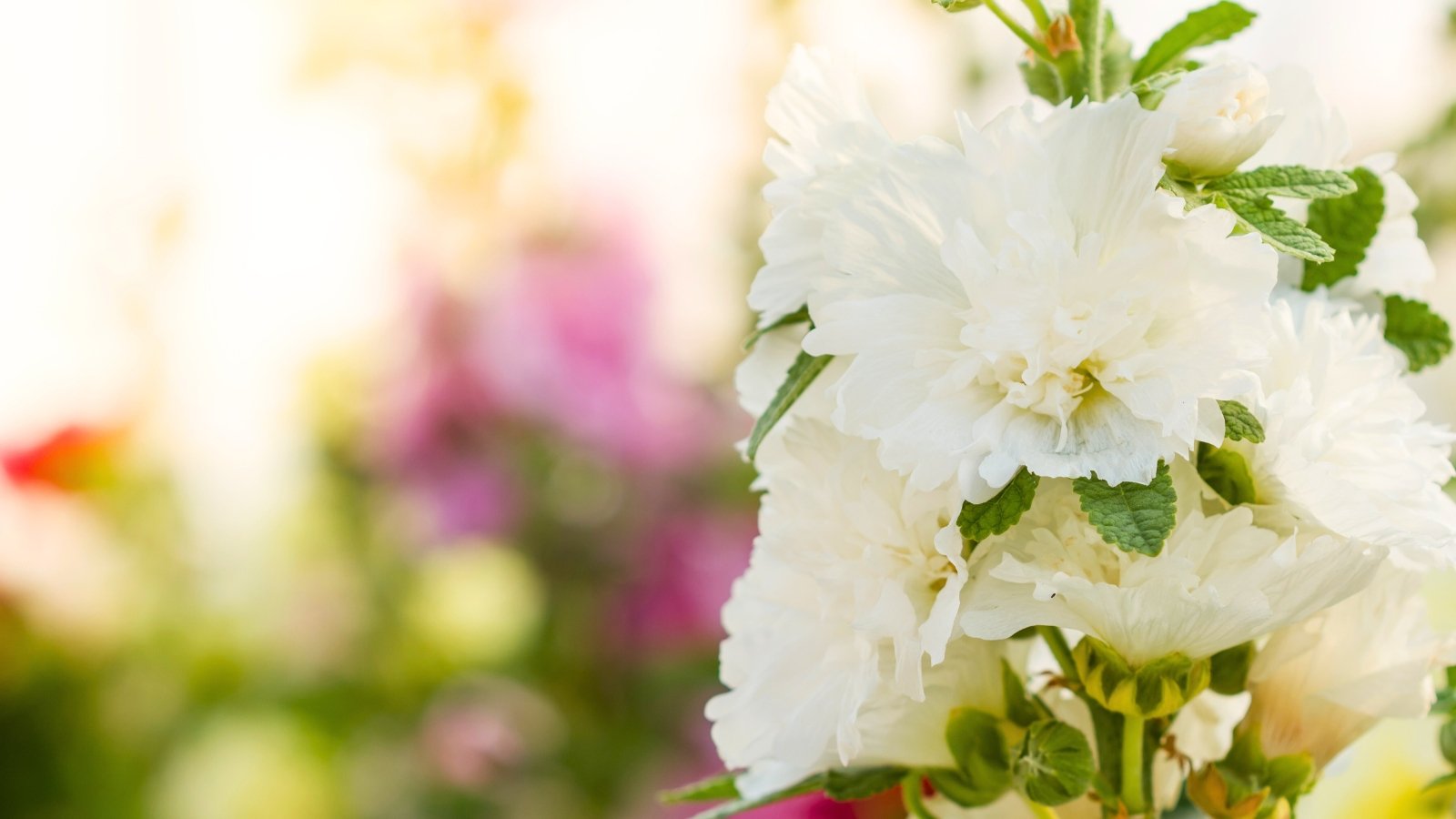 A vertical cluster of white, multi-petaled flowers and buds with a soft, blurred pink and green background.