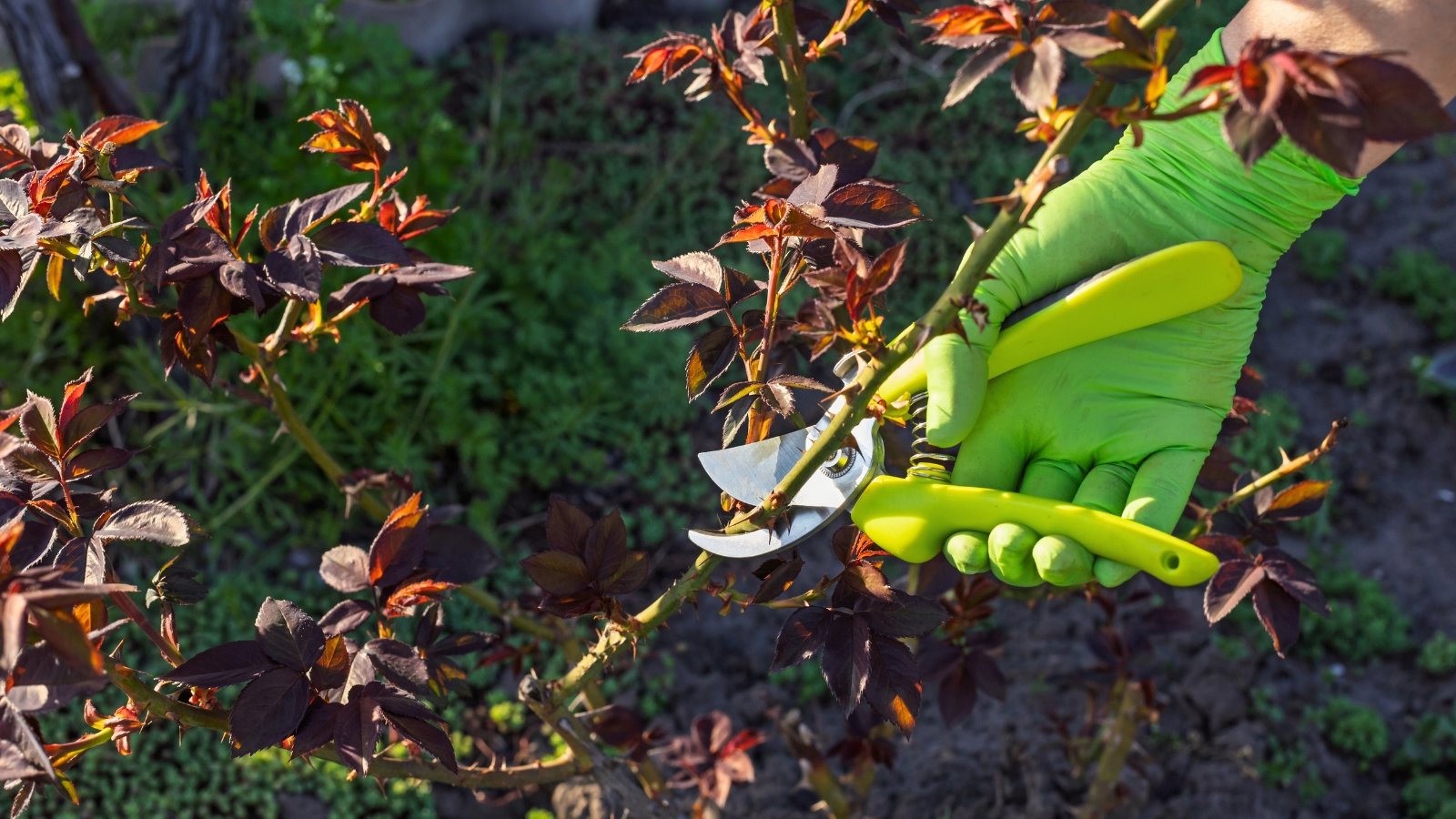 A gardener with pruning shears trims a rose bush with purple serrated leaves in a spring garden.