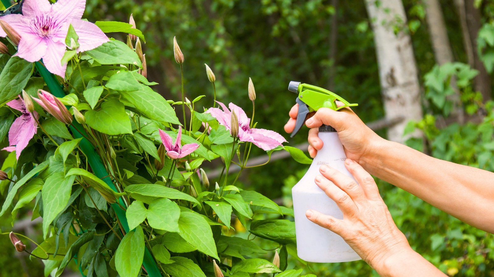 A gardener sprays fungicides from a white bottle onto a flowering climbing plant with large pink star-shaped flowers and green heart-shaped foliage.
