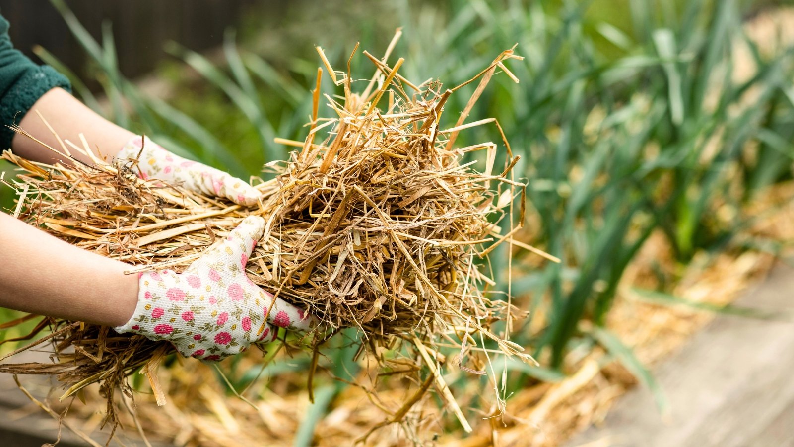 A gardener’s hands hold a bundle of golden straw mulch in front of a thriving vegetable garden with leafy green plants.