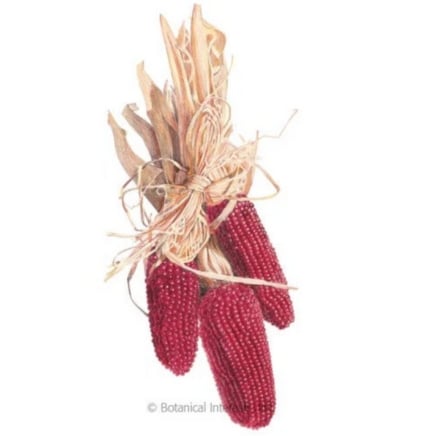 Strawberry Popcorn Corn Seeds