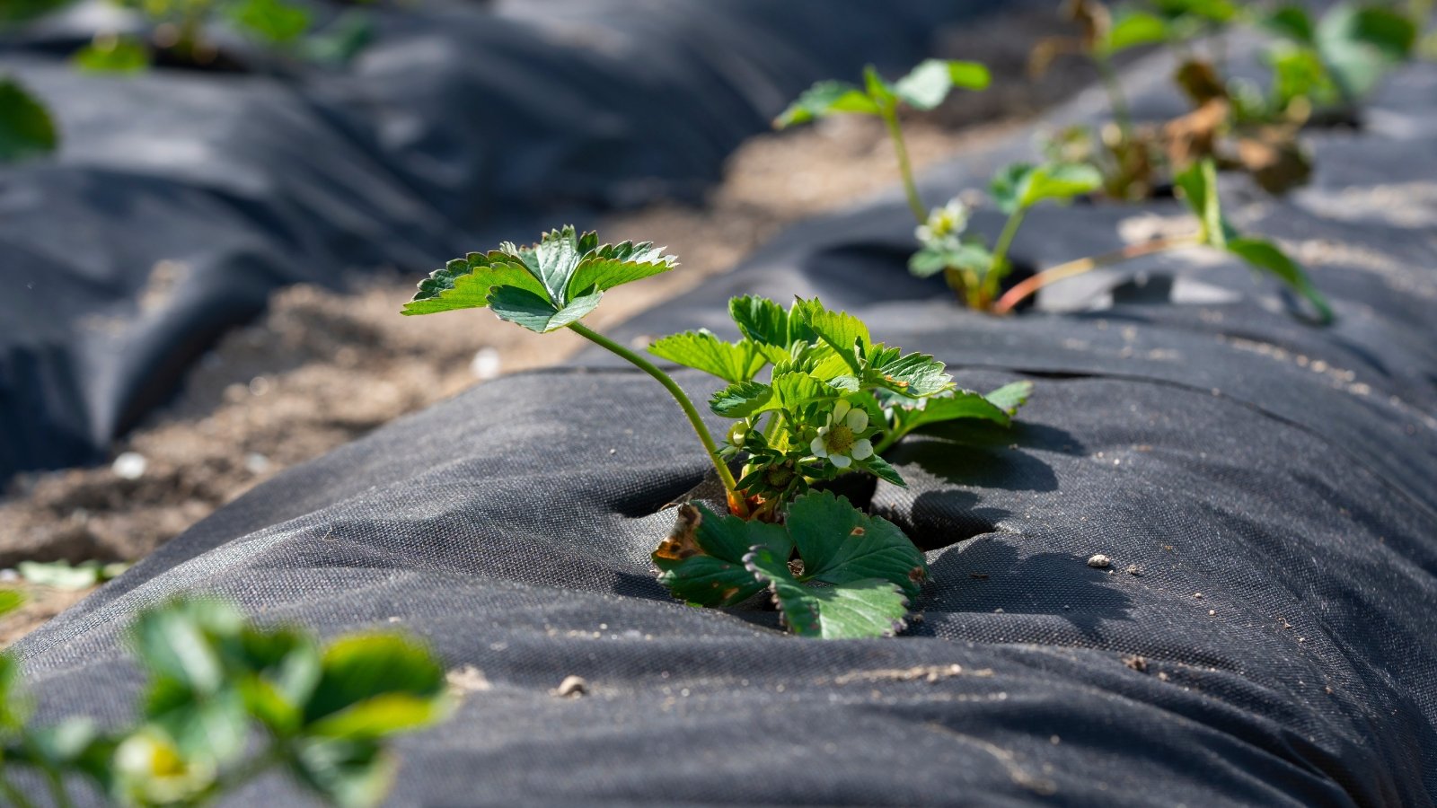 Rows of young strawberry seedlings with white blossoms emerge through openings in black mulch foil, neatly arranged in a well-maintained plantation.