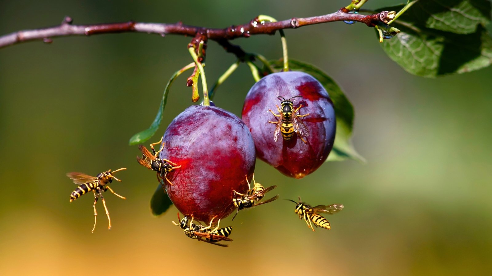 Striped wasps with yellow and black bodies flying around and feeding on ripe purple plums hanging from a leafy branch.