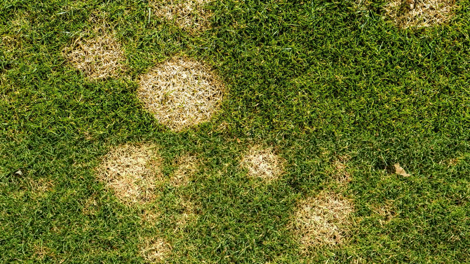 Patchy grass with yellowish-brown circular spots surrounded by dark green healthy blades.