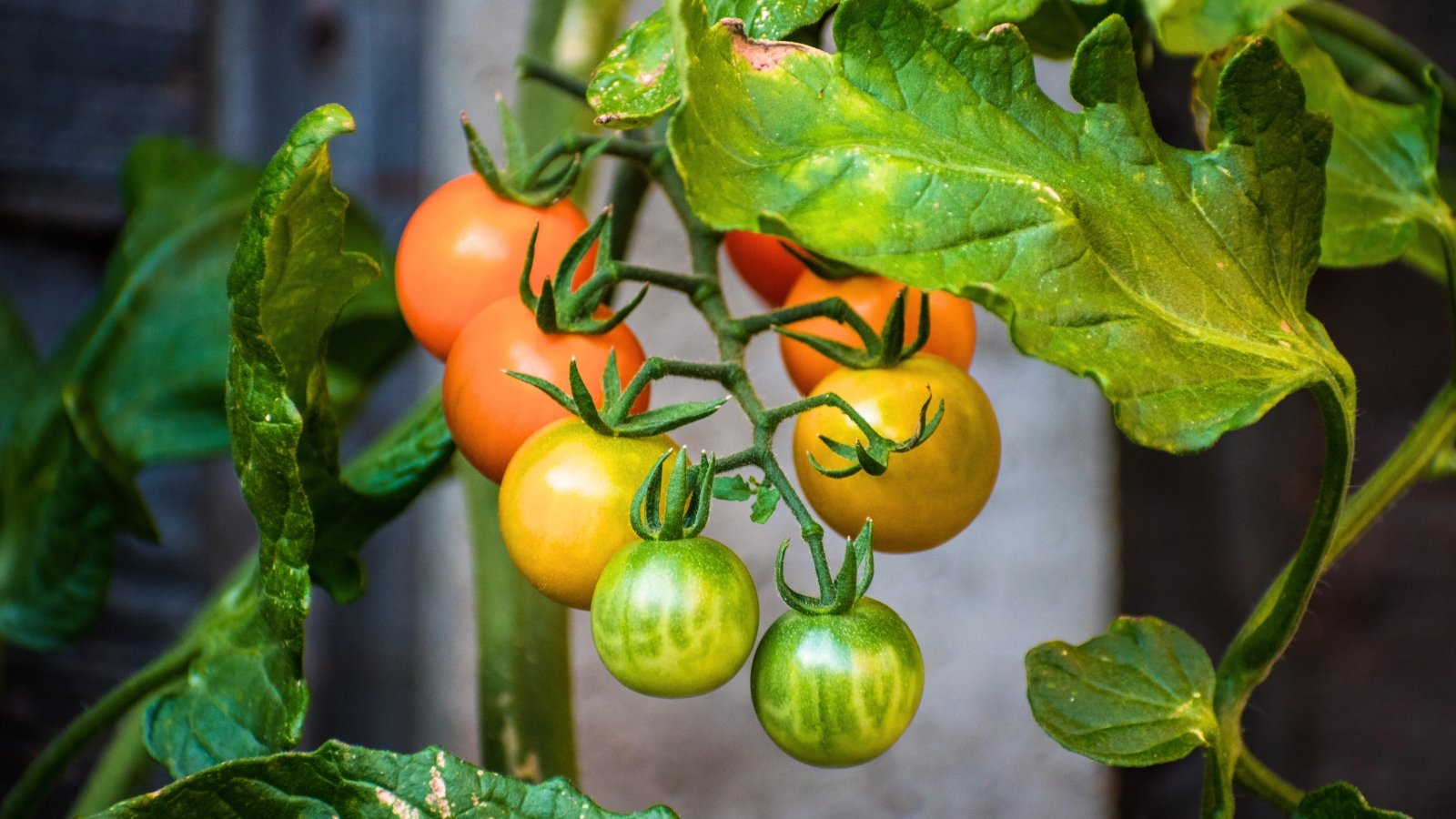 Clusters of small, round, golden-orange tomatoes hang from leafy green vines in bright sunlight.