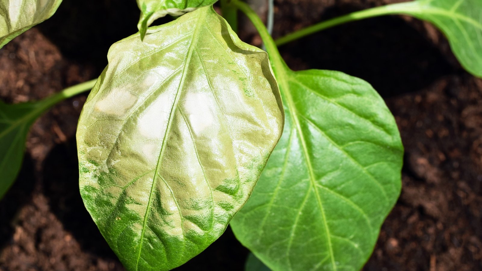 Pepper leaves with pale, scorched patches and curled edges caused by sunburn.
