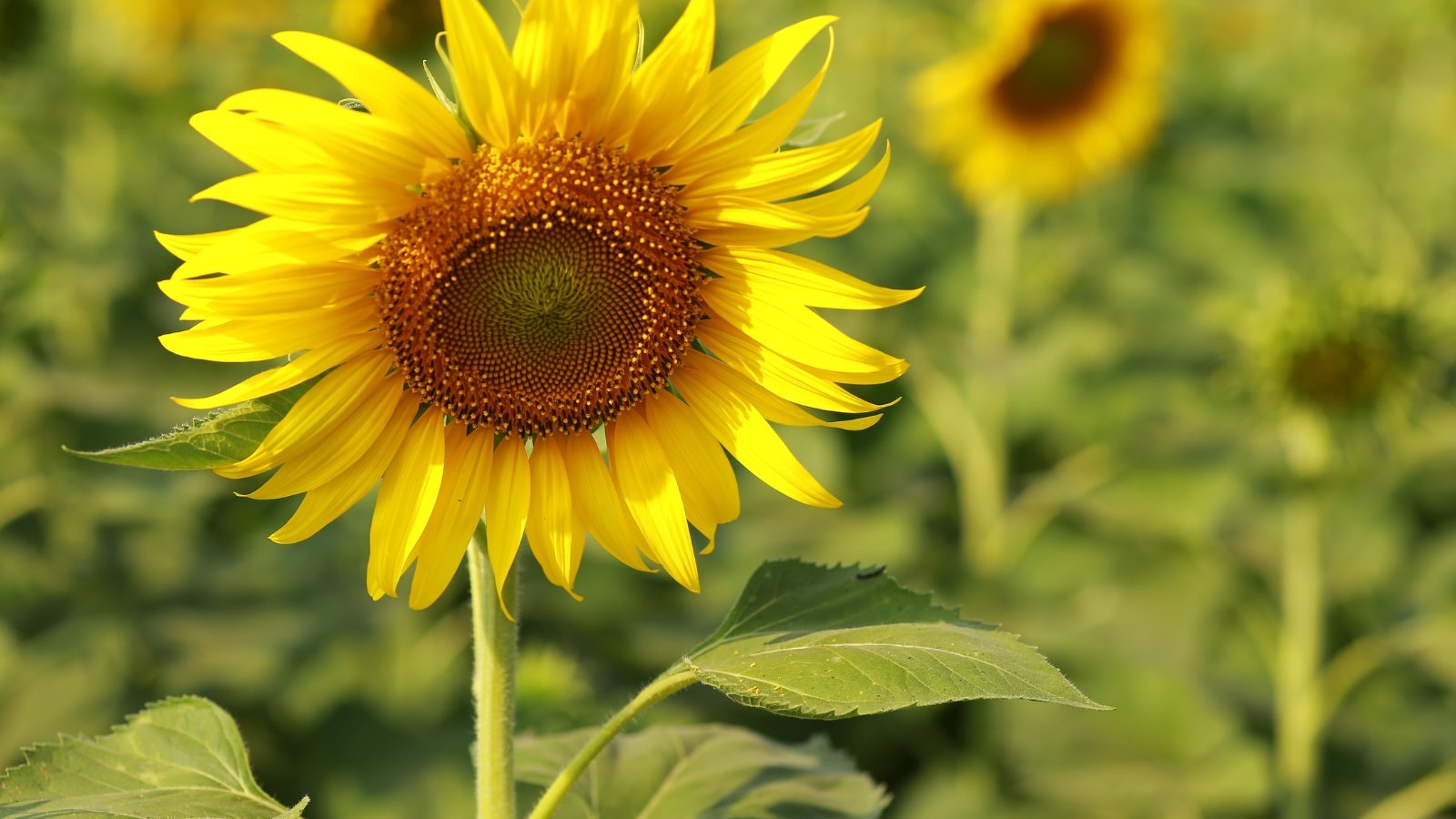 Tall stems topped with large, bright yellow flowers featuring a dark central disk and broad petals.