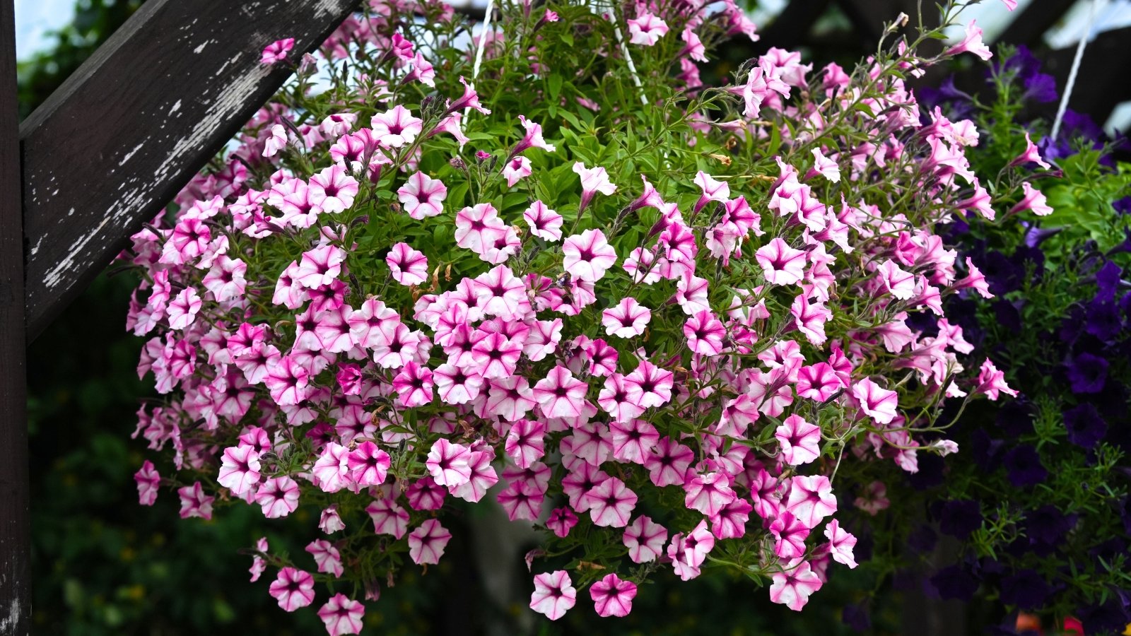 A garden border with clusters of rosy-pink to magenta star-shaped blossoms amidst green and reddish foliage, backed by yellow-green shrubs and a green lawn.