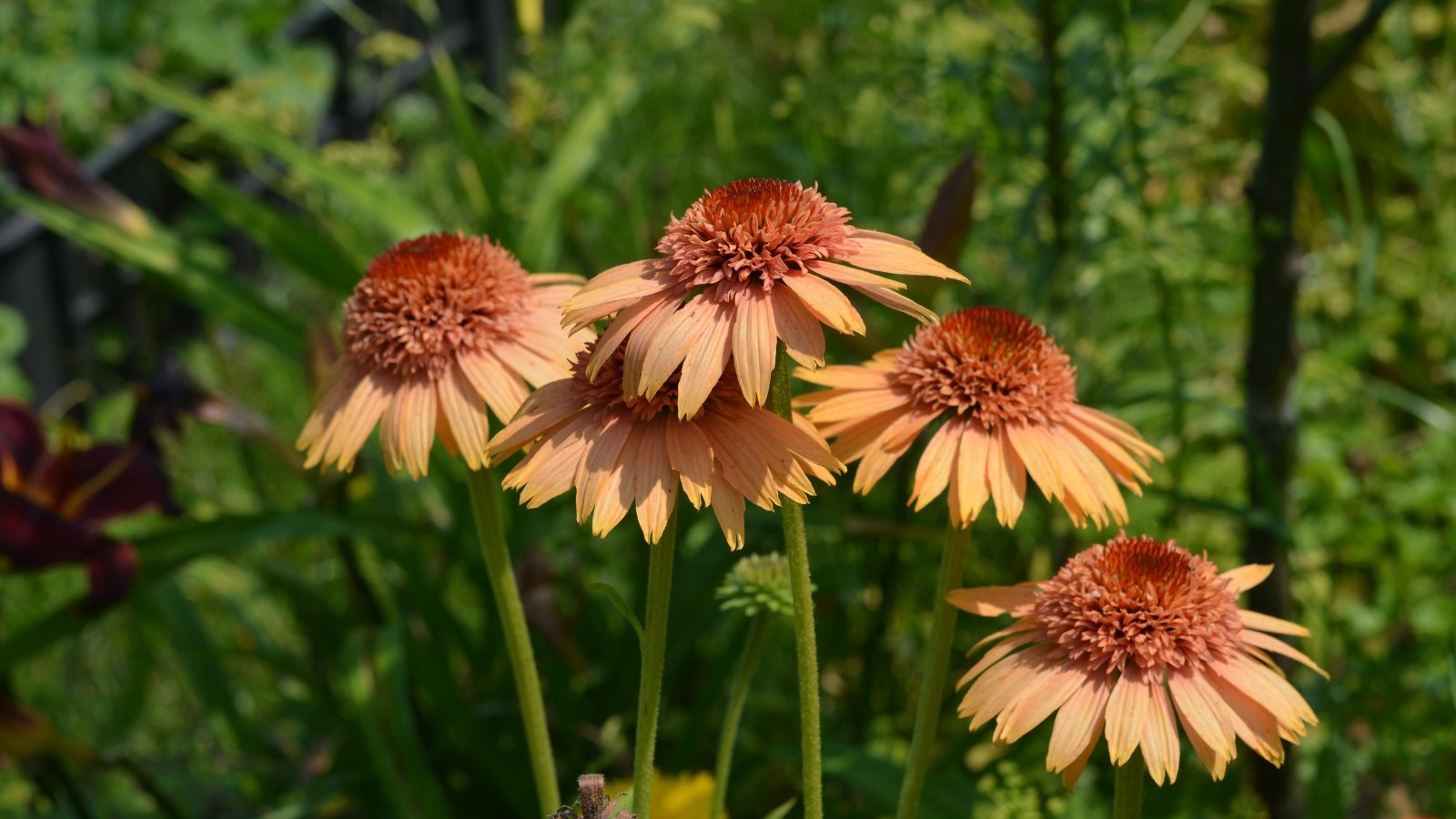 Peachy-orange petals fan outward from a bright orange cone on upright stems with broad, slightly fuzzy green leaves.