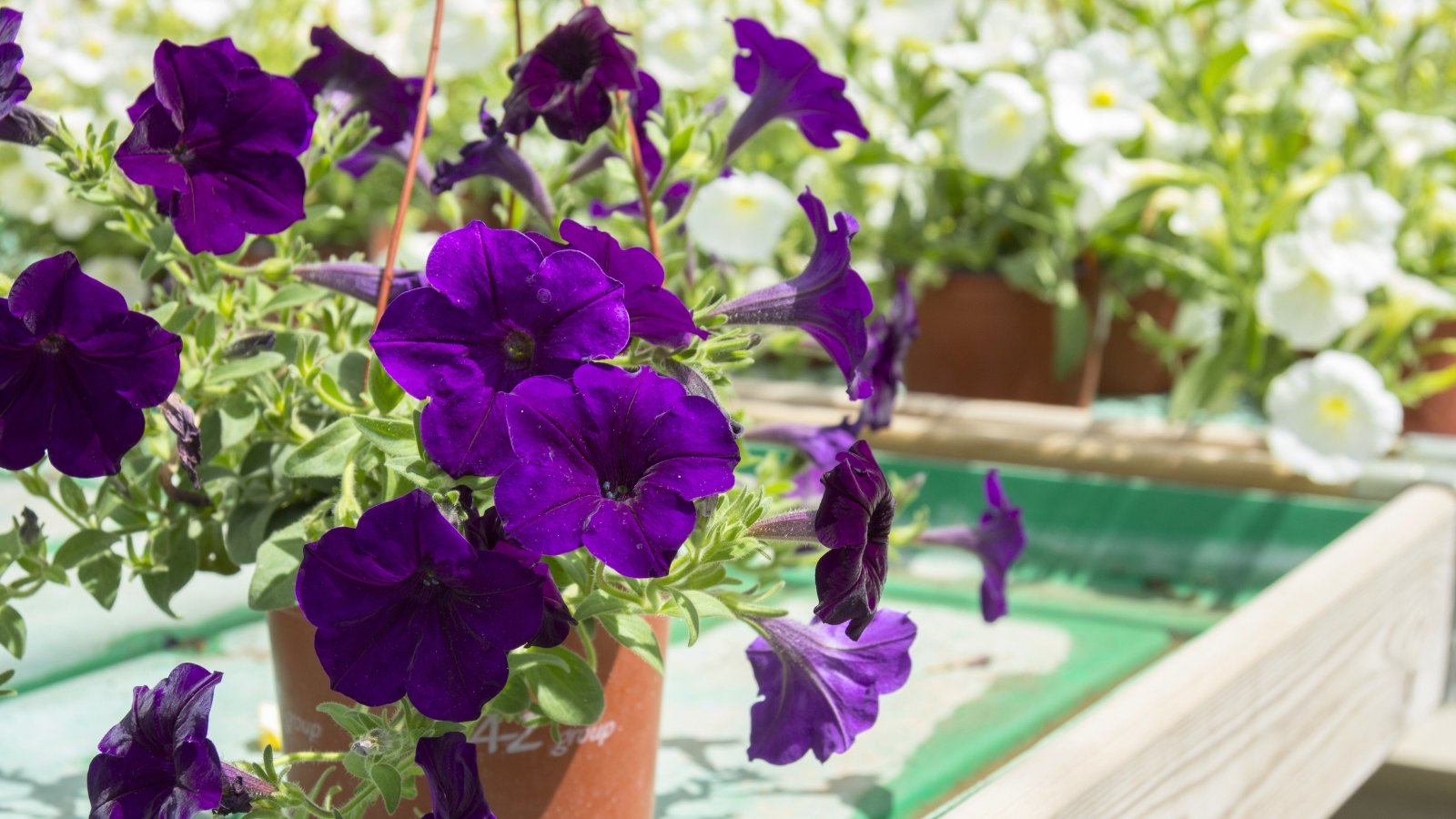 A hanging basket overflows with fuchsia-pink trumpet-shaped blossoms and green foliage, with hints of yellow and purple flowers in the background.