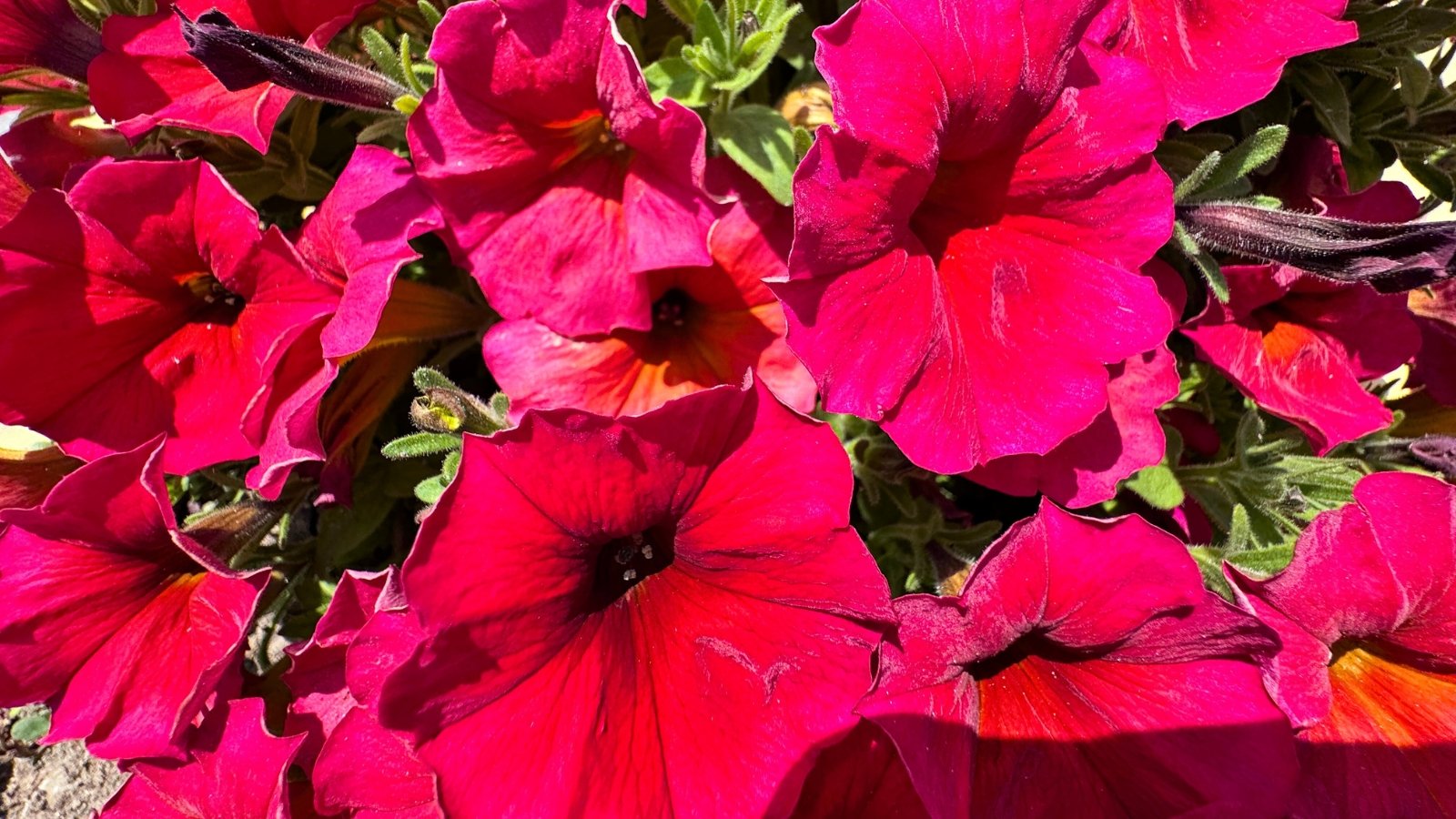 Close-up of numerous deep red, trumpet-shaped flowers with dark heart and orange highlights.