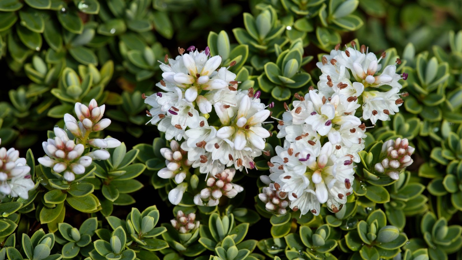 A compact shrub with dense, small glossy green leaves and abundant clusters of delicate white flowers.