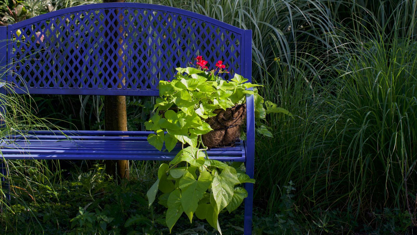 A container with Sweet Potato Vine and Geranium appearing to trail over with broad leaves sitting on a blue bench