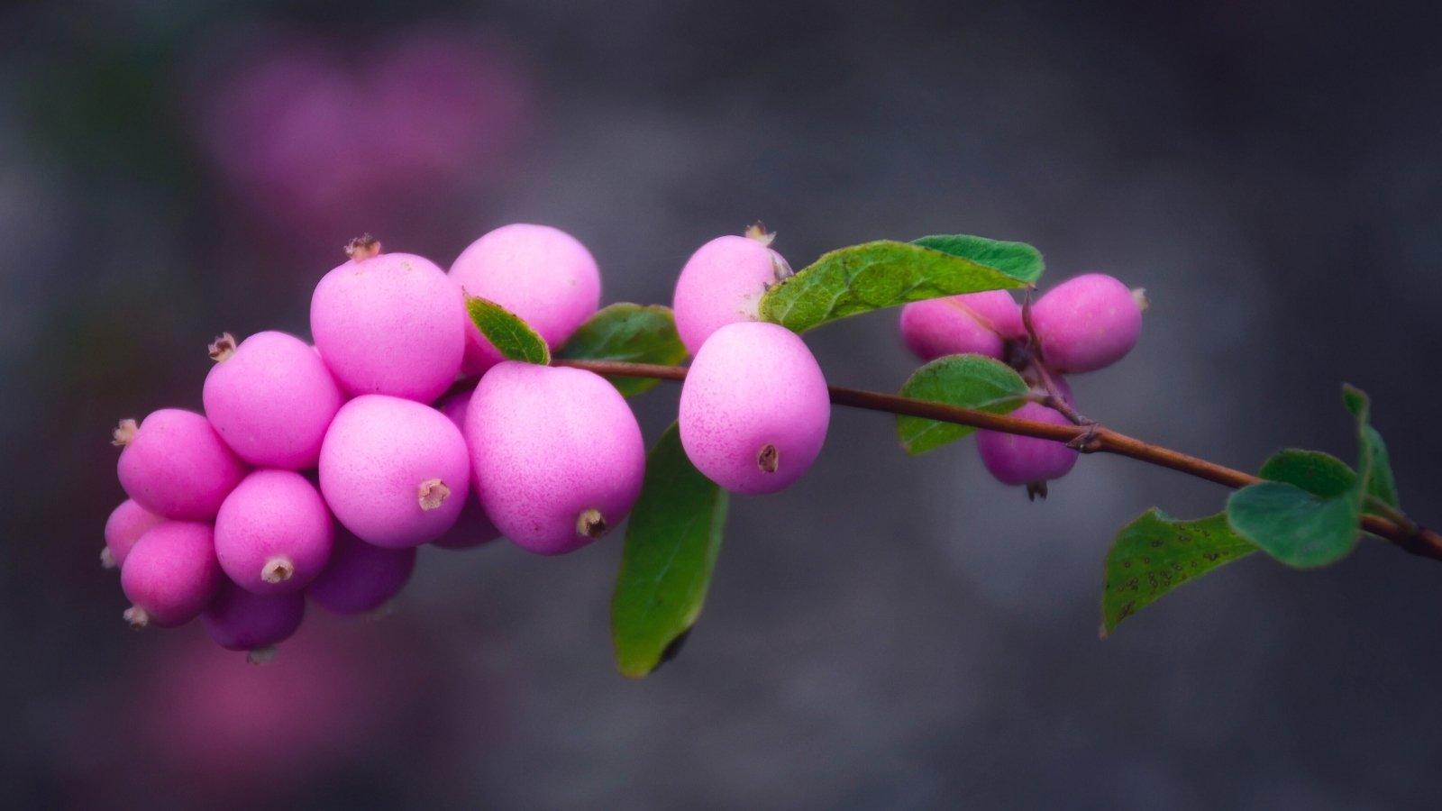 A cluster of round to oval-shaped, vibrant pink berries with a matte finish grows on a thin brown stem with a few green leaves.