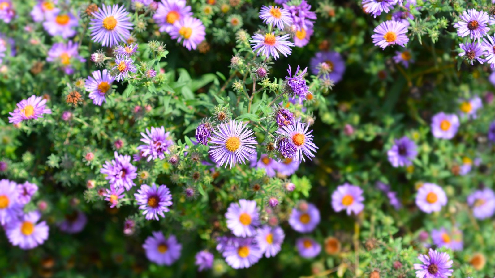 A vibrant bush of small, light purple daisy-like flowers with orange-yellow centers and green foliage fills the frame.