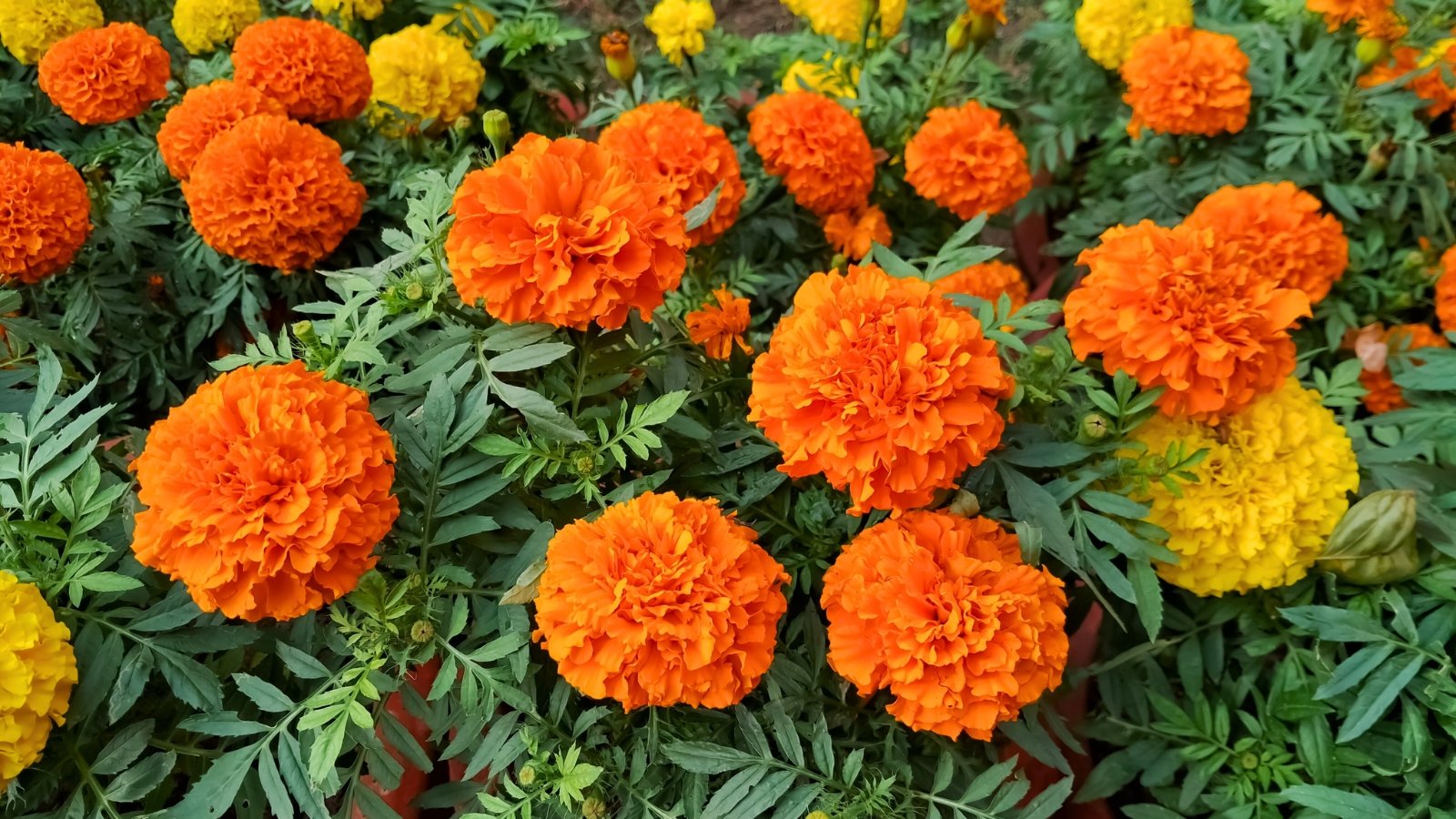 Numerous spherical, densely petaled orange and yellow flowers with deep green, serrated leaves create a vibrant, textured carpet.