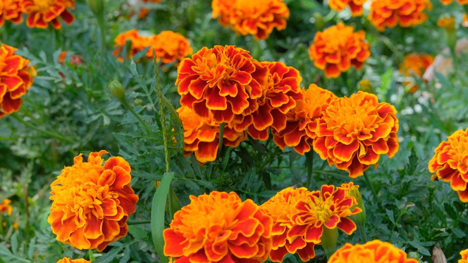 Bushy green foliage with finely divided leaves surrounds vibrant red-orange flowers with layered petals.