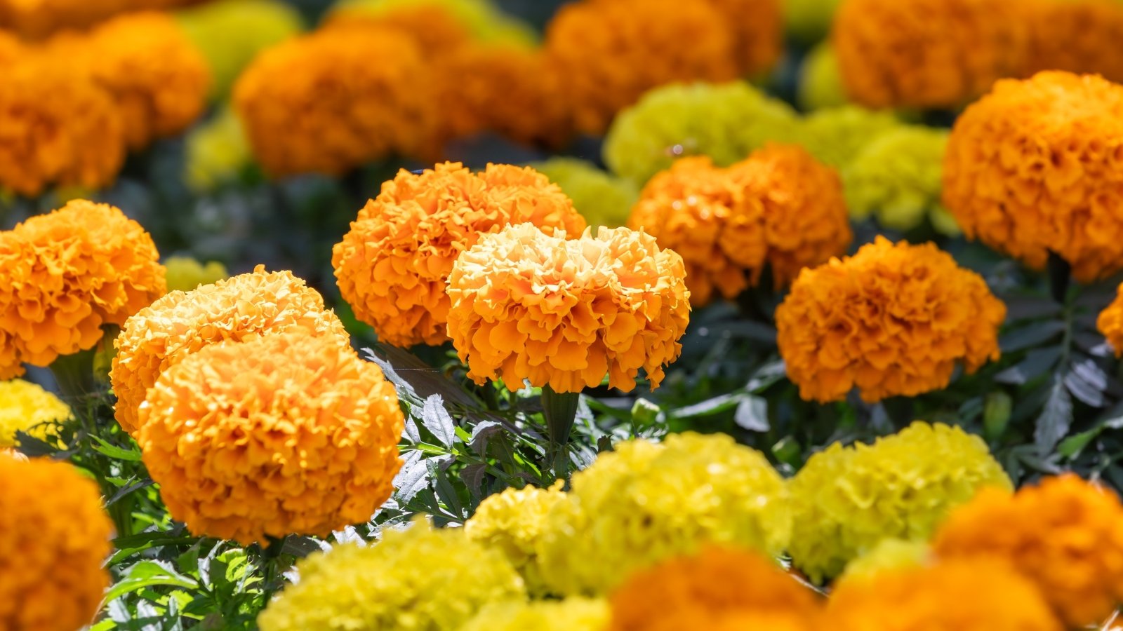 Clusters of vibrant orange and yellow flowers with layered, ruffled petals brighten the garden bed.