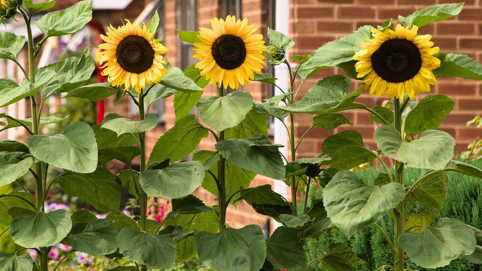 Tall sunflowers with thick green stems and large yellow blooms grow upright in a sunny garden bed.