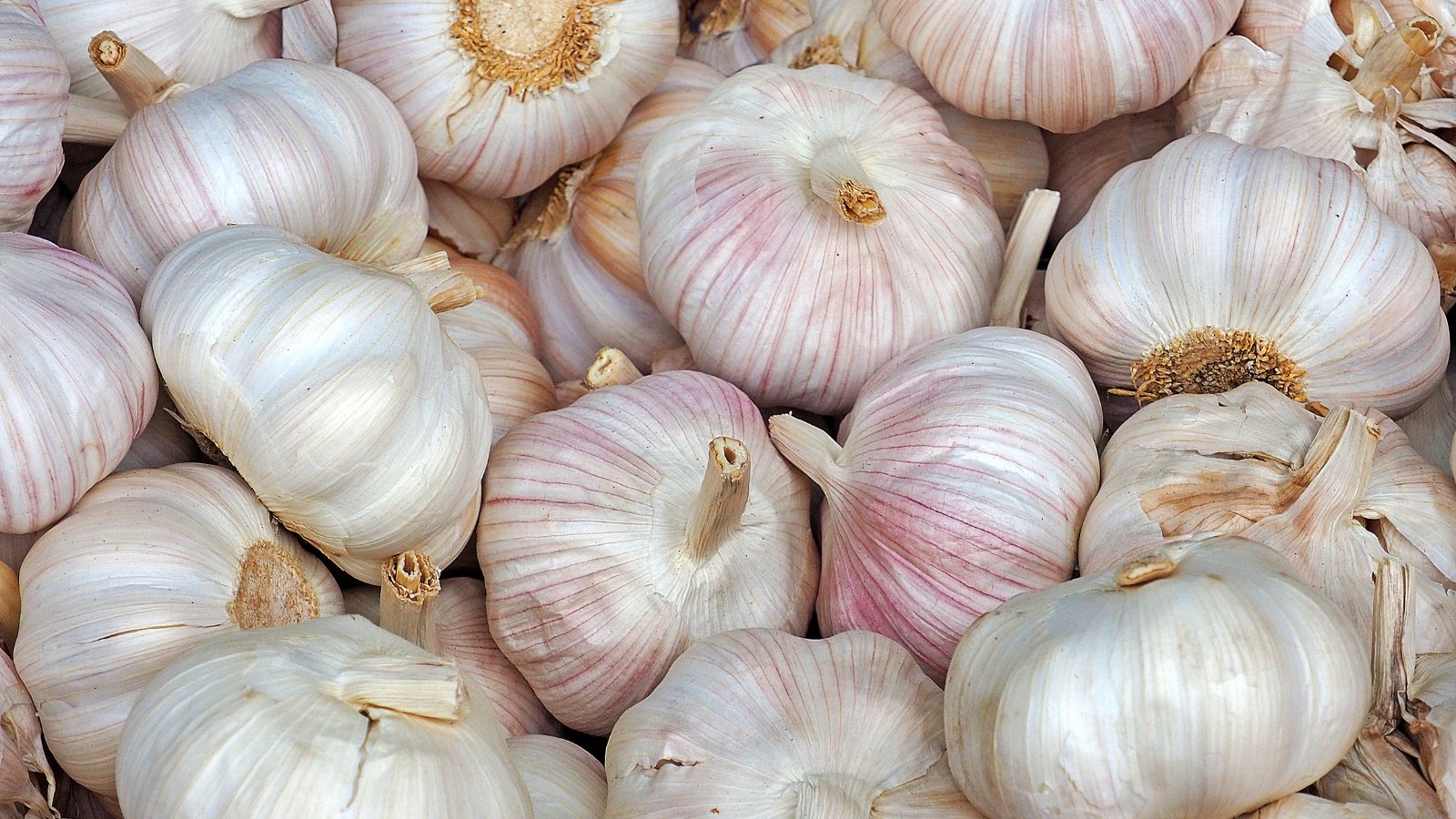 Small to medium bulbs with fiery purple skin tones and tightly packed cloves.
