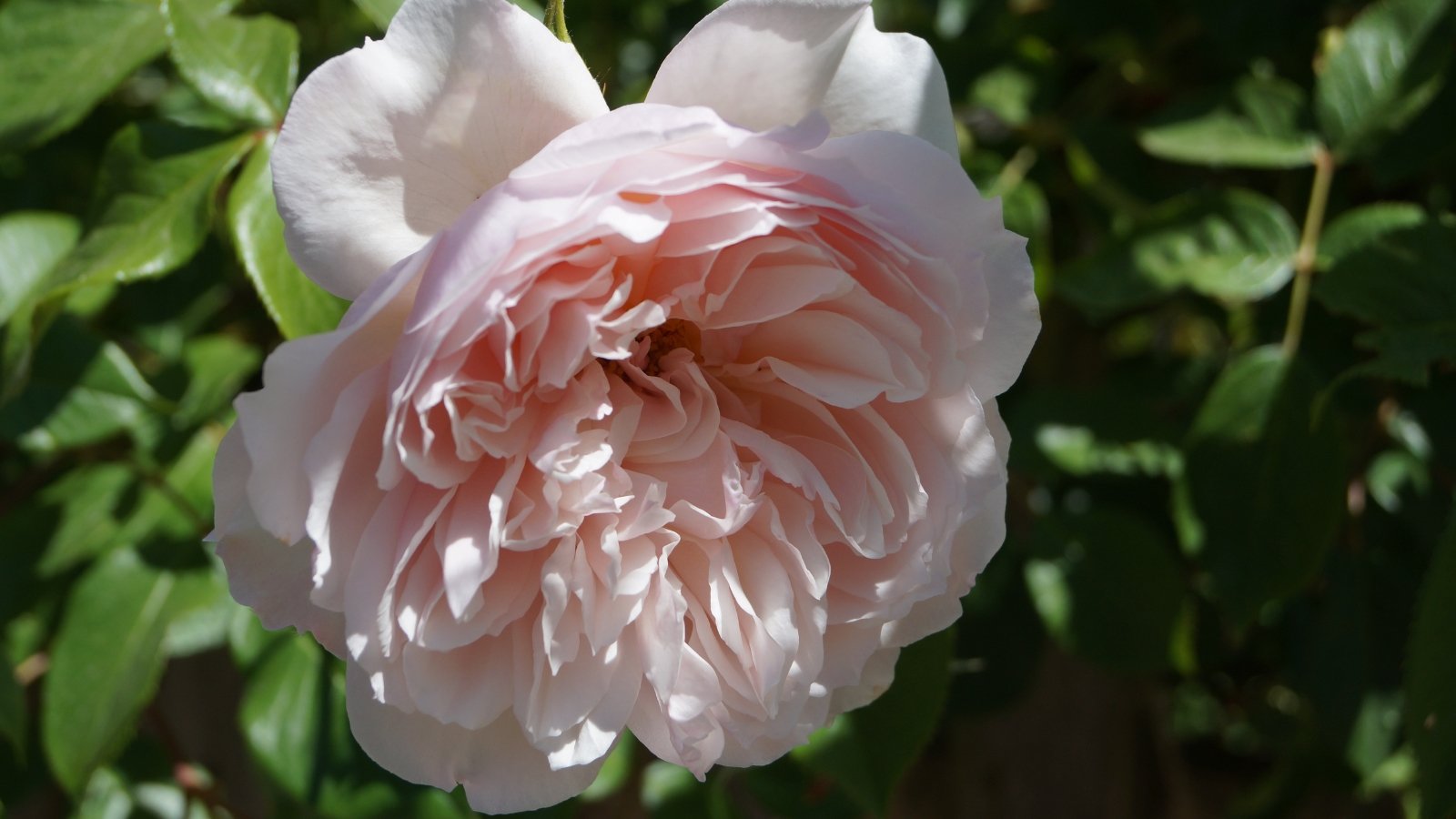 Blush pink flower with many delicately cupped petals forming a full, romantic bloom, surrounded by glossy, mid-green leaves with softly serrated edges.