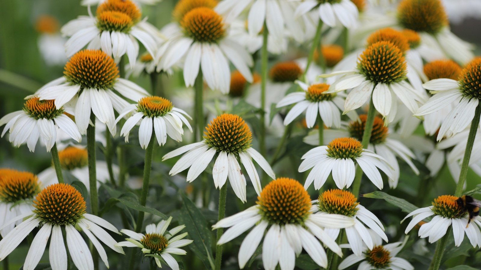 Pure white petals gracefully surround a pale greenish-yellow cone, held by strong green stems with smooth, ovate deep green leaves.
