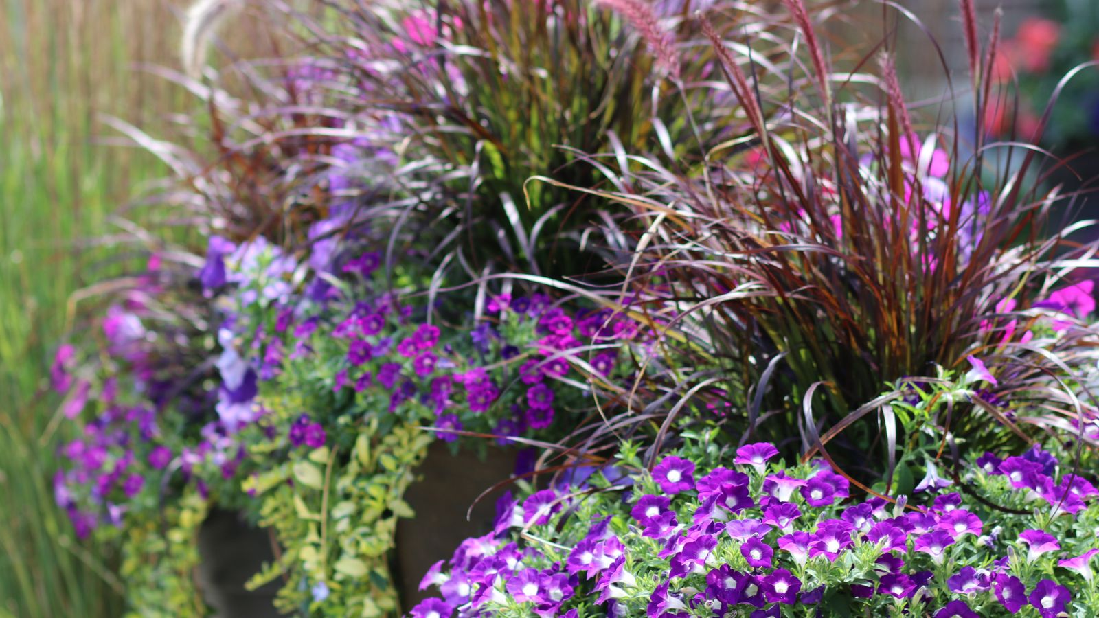 An area with multiple plants forming a Thriller-Filler-Spiller Trio arrangement with blooms and grass