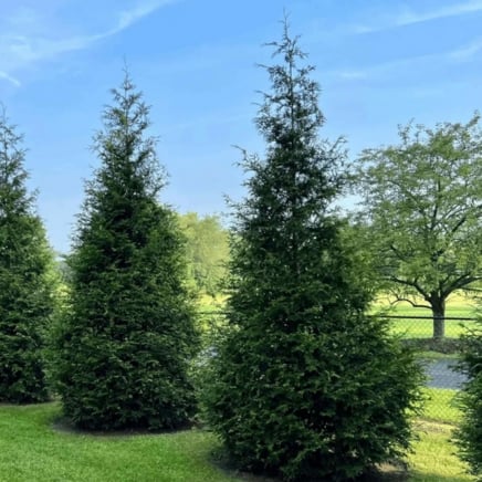 Thuja Green Giant
