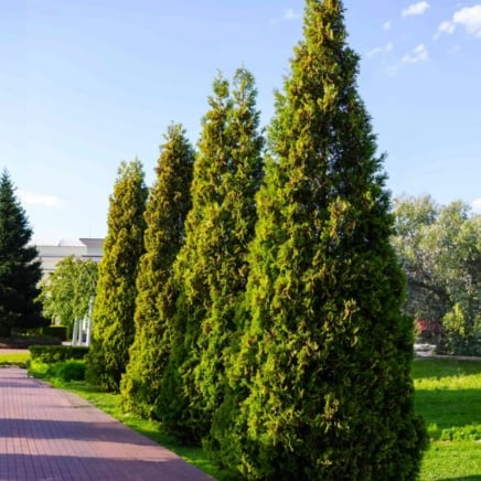 Thuja Virginian