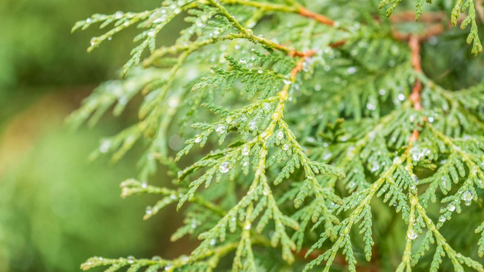 Close-up of thuja branches with dense, scale-like green leaves glistening with fresh raindrops.
