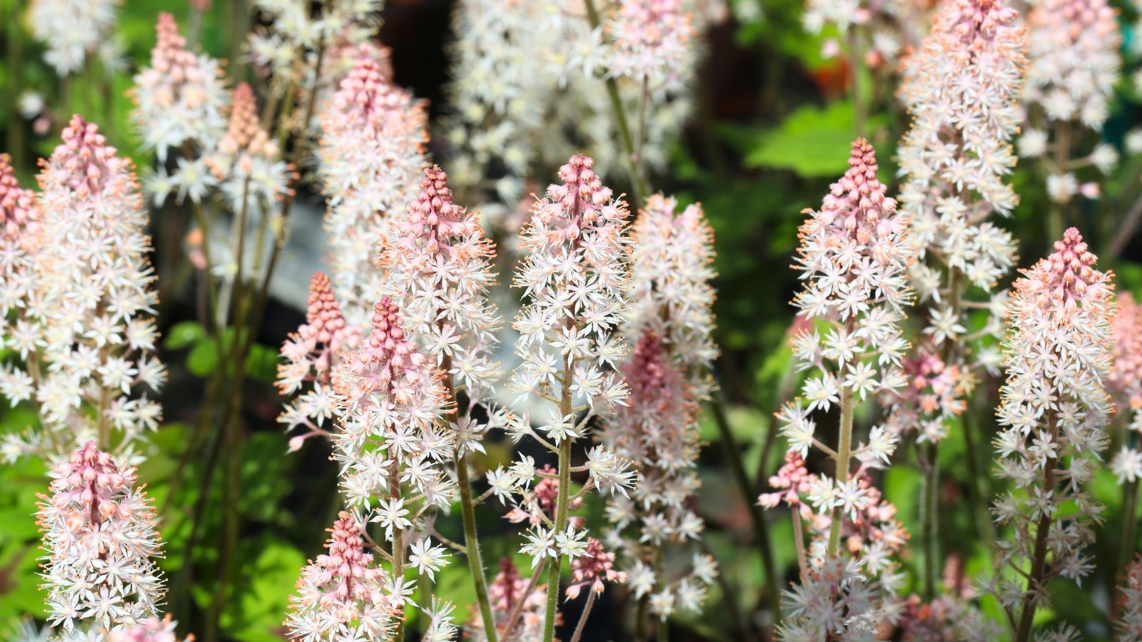 Numerous delicate, feathery spikes of tiny star-shaped white and light pink flowers rise above blurred green foliage.