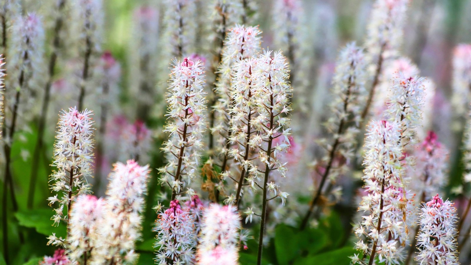 A close-up reveals numerous tall, spiky white and pale pink flower stalks with delicate, feathery blossoms, rising from blurred green foliage.