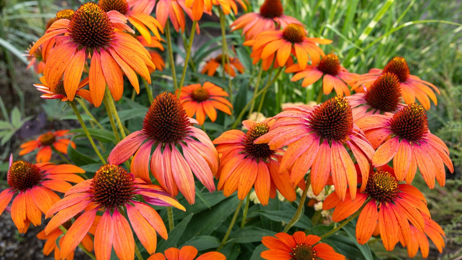 Flame-orange petals with red highlights flare from a dark spiky cone on robust stems with lance-shaped, slightly coarse green leaves.