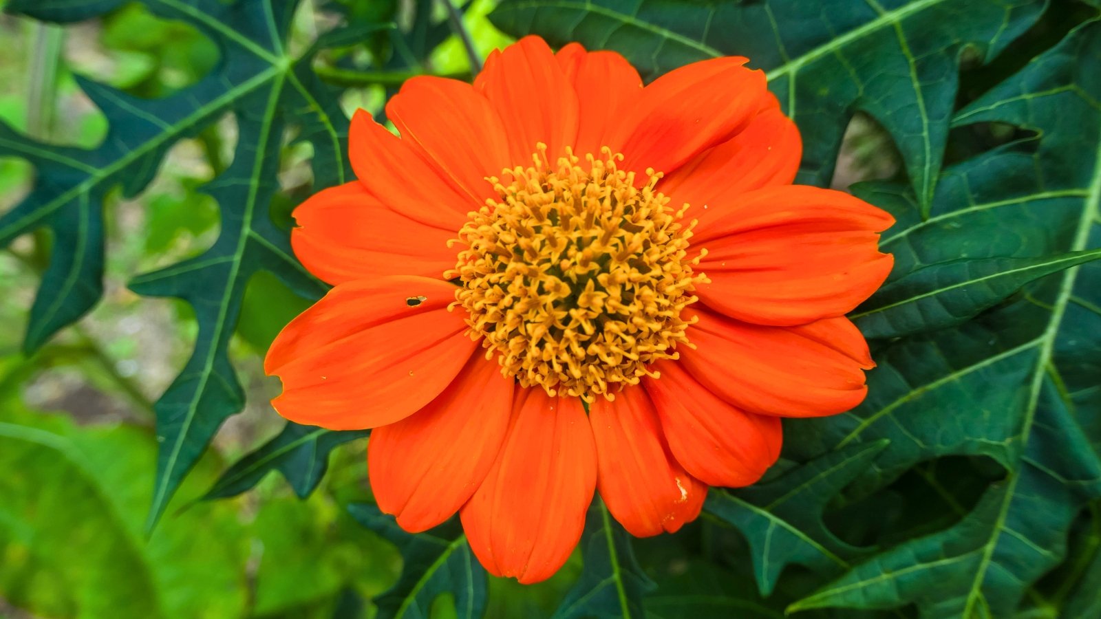 A single, vibrant orange flower with a dense, golden-orange central disc and deeply lobed green leaves.