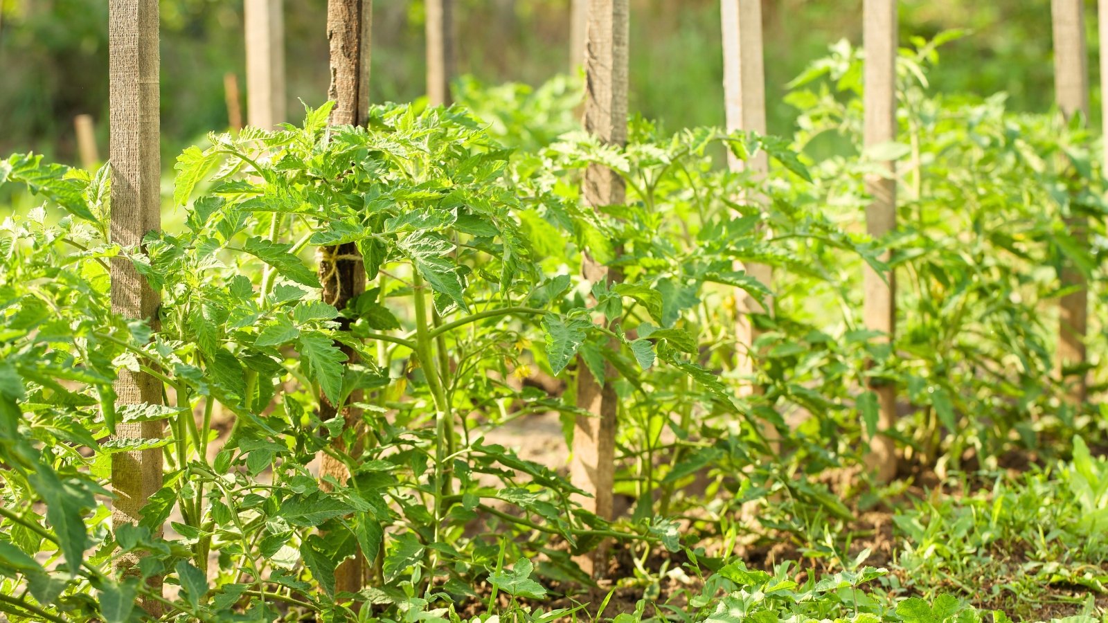 Tall green tomato plants with broad leaves are tied to wooden support stakes in a sunny garden bed.