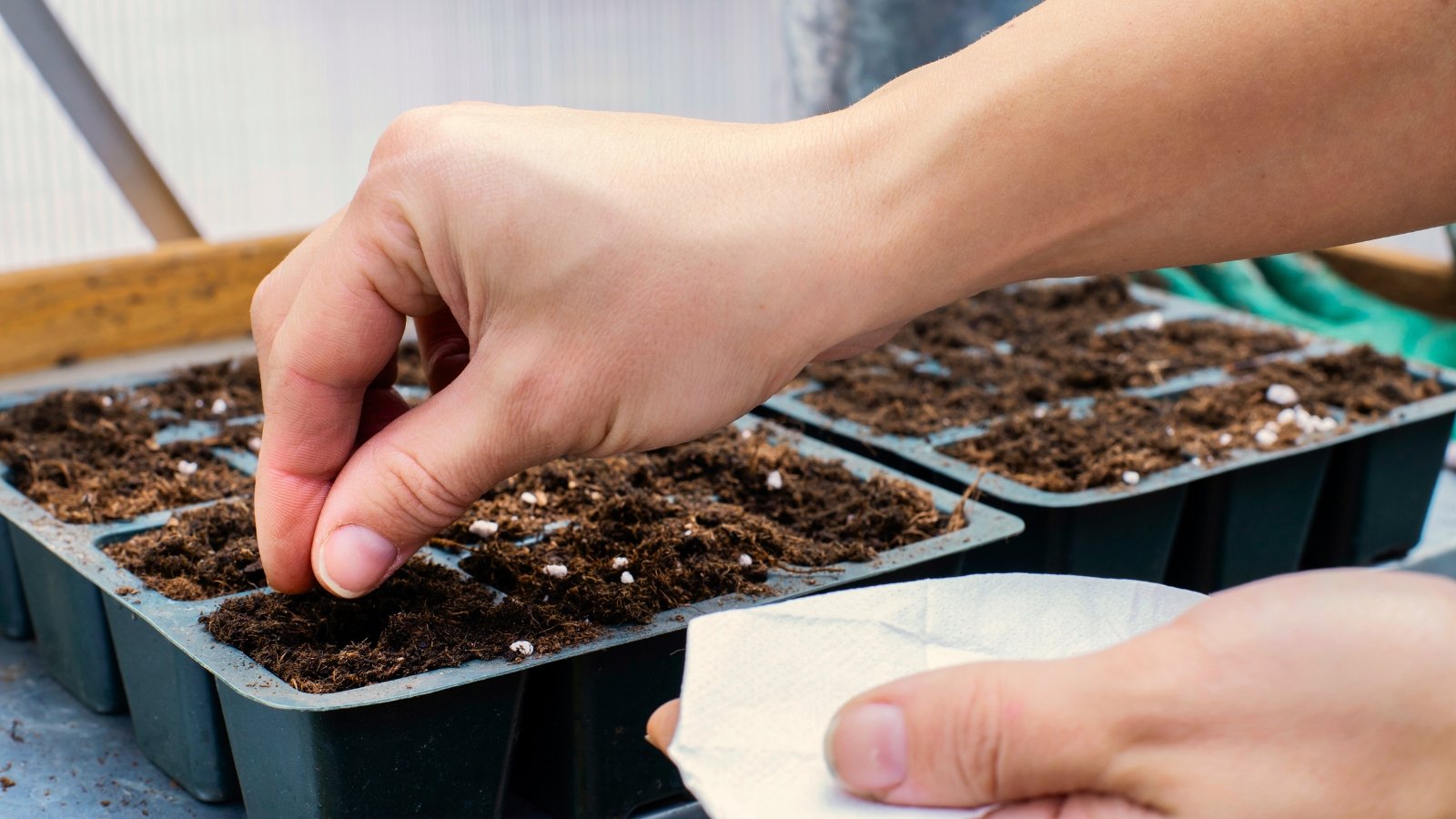 Close up of male hands sowing tomato seeds into seed starter trays filled with soil in a greenhouse.