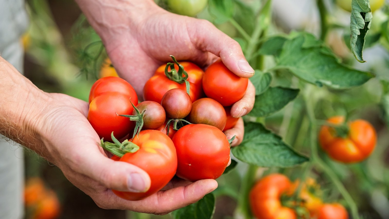 Close up of male hands holding freshly picked ripe bright red tomatoes of different sizes among green foliage in a garden.