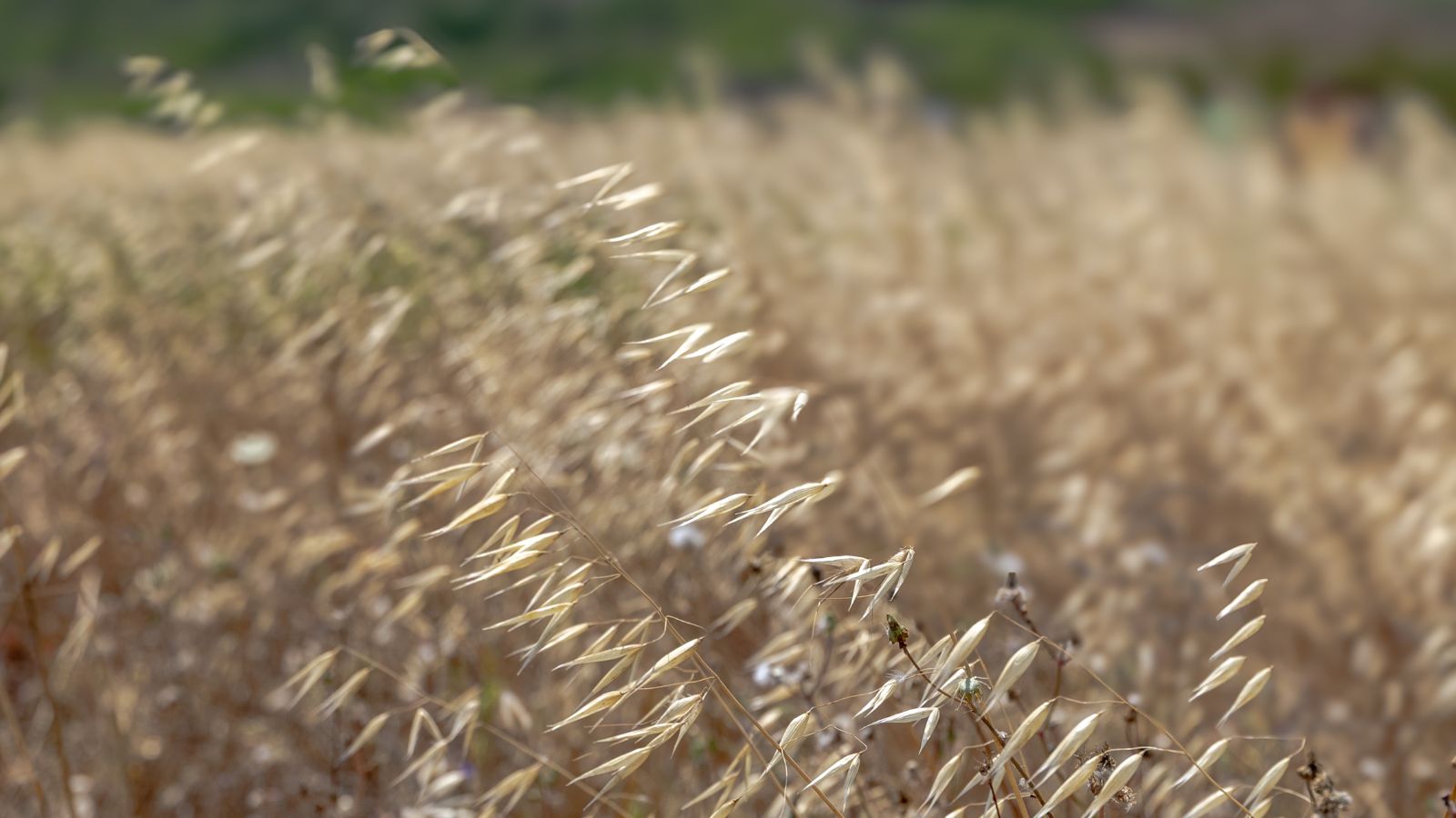 A close-up shot of a composition of beige colored inflorescence of the Trailway variety