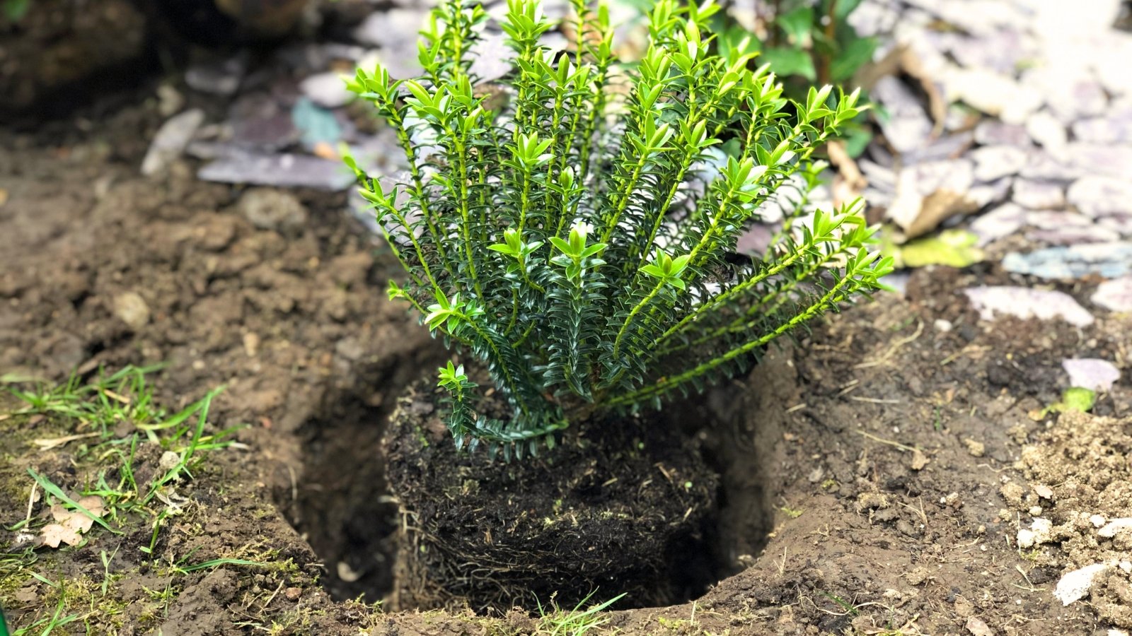 A well-developed seedling with upright woody stems, clusters of lance-shaped glossy green leaves, and a dense root ball wrapped in dark moist soil is transplanted into a hole in the soil.