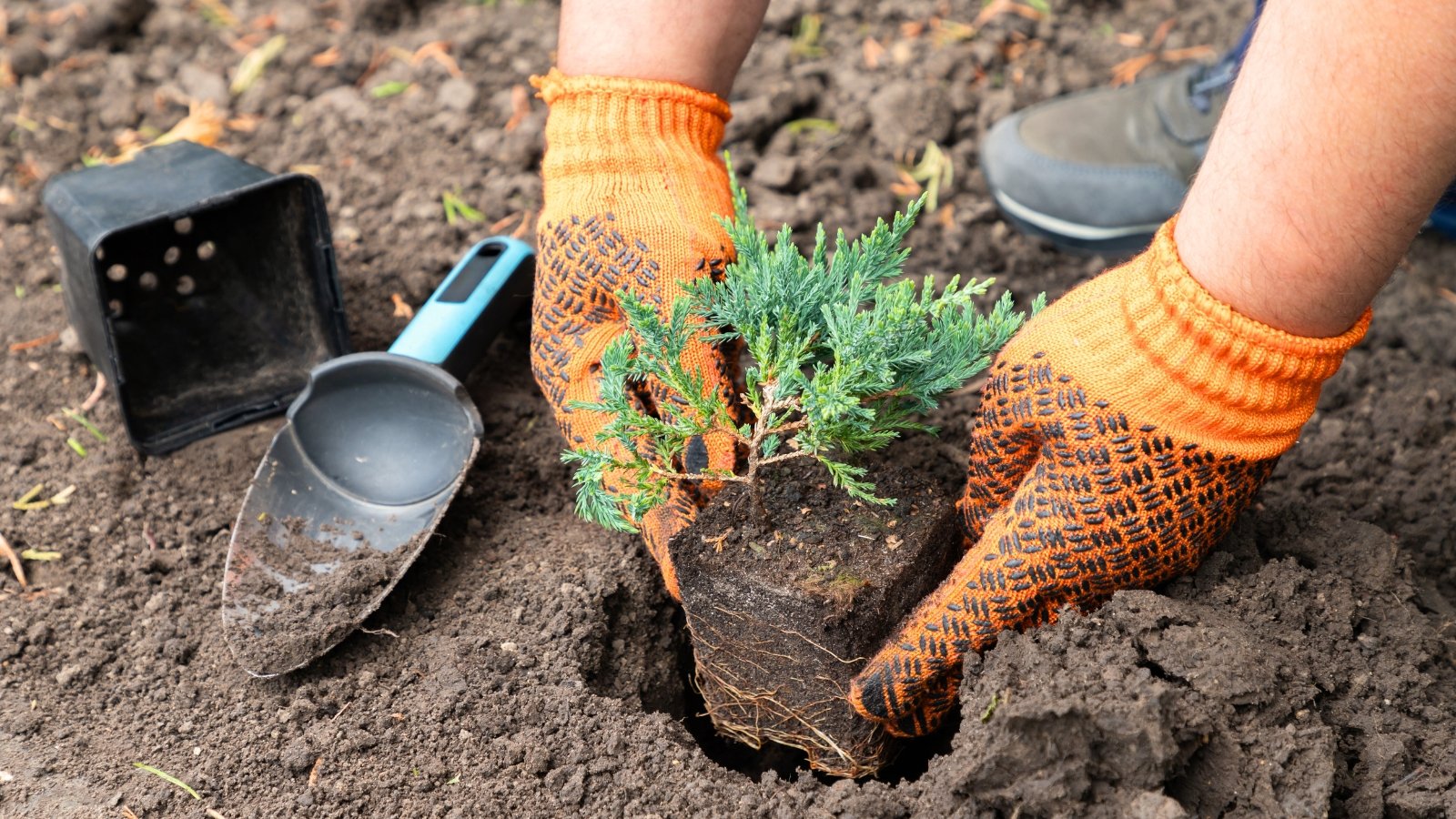 Close-up of gardener's hands in orange gloves transplanting a young evergreen seedling with slender upright stems and soft, needle-like bluish-green leaves into dark brown soil in the garden.