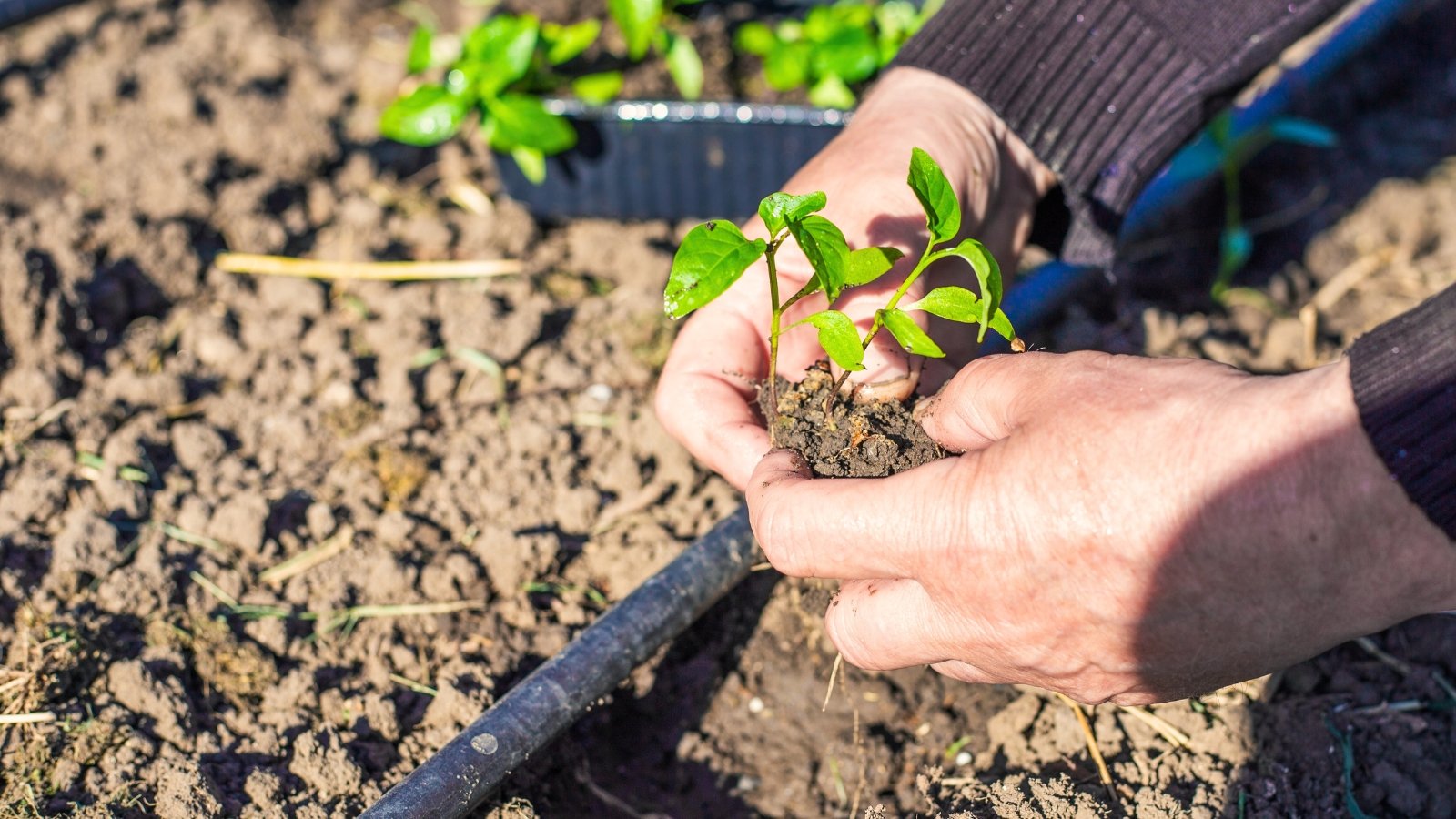 A woman transplants small pepper seedlings with bright green tapered leaves into lumpy soil near a drip irrigation system.