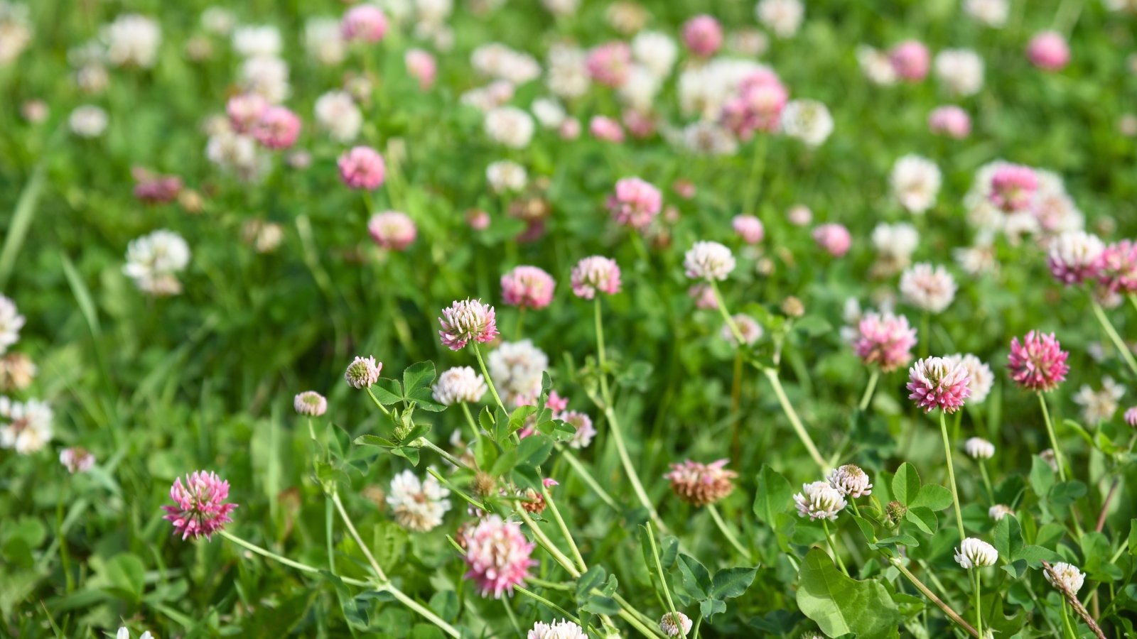 A blooming lawn with dense green foliage dotted with small white and pink flowers rising above the low-growing leaves.
