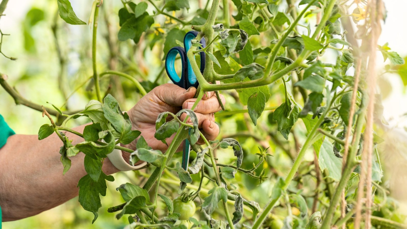 Close-up of gardener's hands with scissors cutting off diseased wilting tomato leaves in a greenhouse.